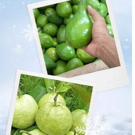 

Paket Apokat Dan Jambu Kristal 1 Kg