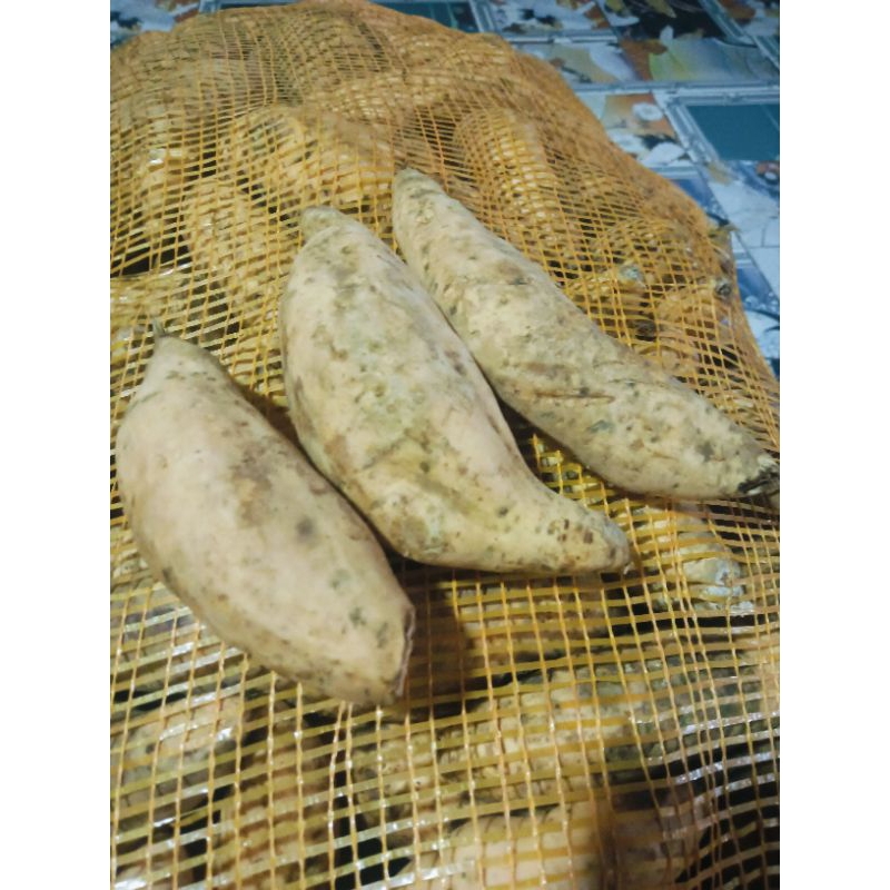 

Ubi Mentah Madu Cilembu spek TO (isi 6-8/kg)