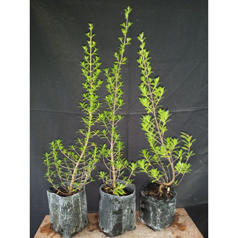 Bahan Bonsai Santigi/Santigi Hasil Semai Biji/Pampis Acidula