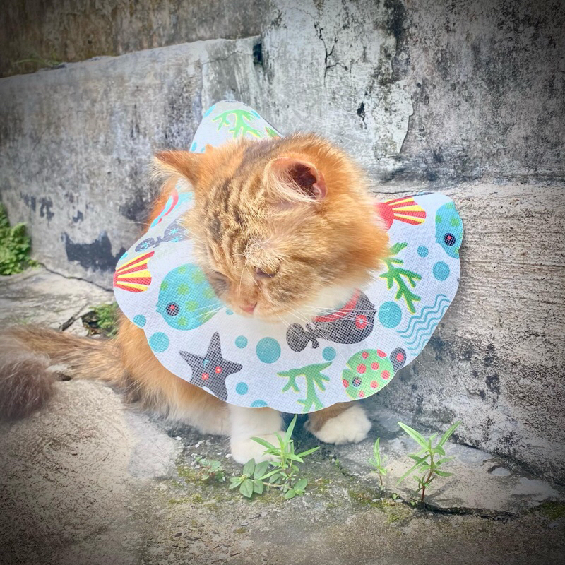 Collar Kucing (Pet Collar) Kain