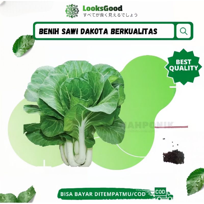 Benih Sayuran Sawi Putih Dakota / Benih Sawi Putih Dakota / Bibit Sawi Putih Dakota