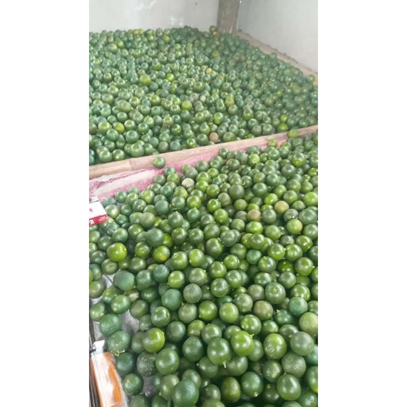 

jeruk sonkit/kasturi