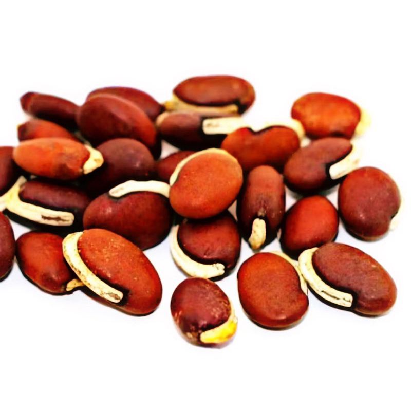 

50 BIJI BENIH KACANG KRATOK/KORO SAYUR ~petanihael~