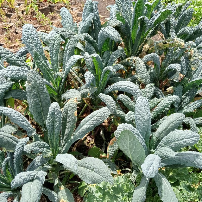 bibit tanaman sayur kalenero kale nero