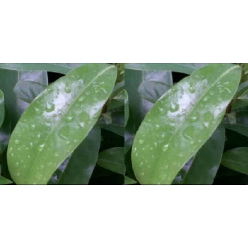 

daun sirsak segar obat herbal 120 lembar