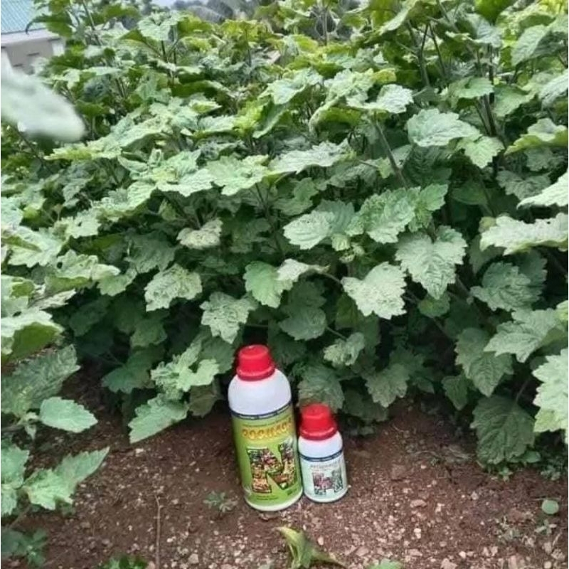 PUPUK ORGANIK PENYUBUR NILAM