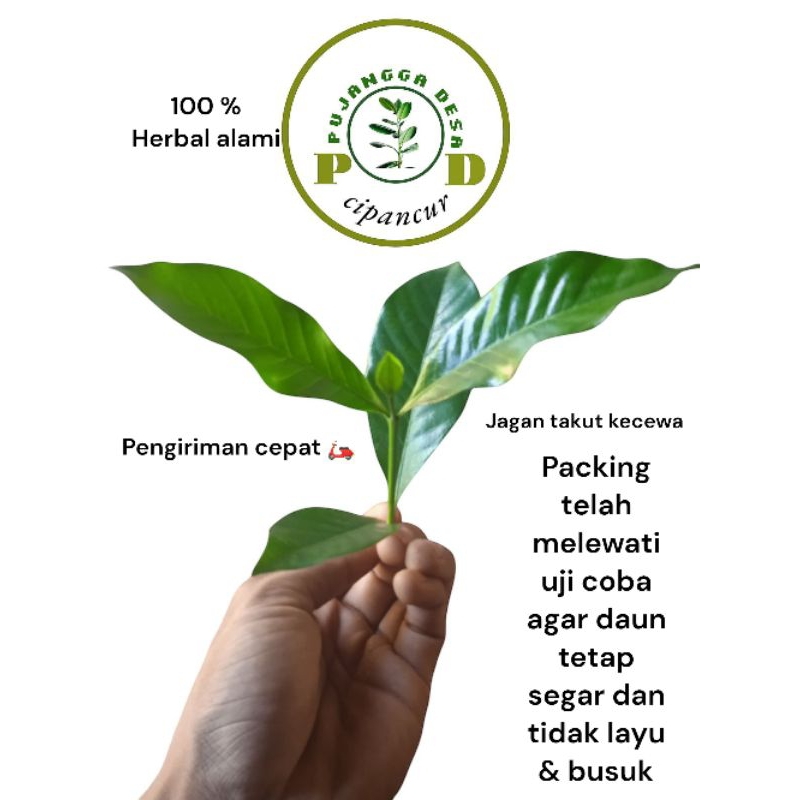 

Daun kaca piring/cepring/ceplok piring organik per 50 lembar untuk mengobati banyak penyakit