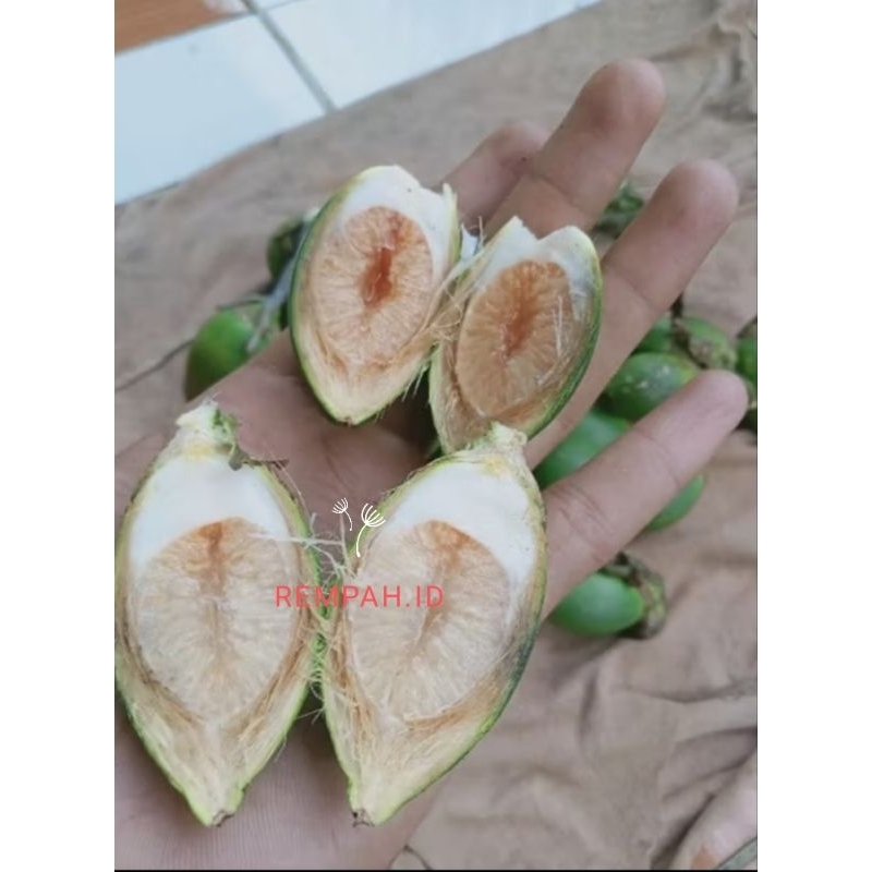 

Buah Pinang Muda Kumecrot isi Lembek segar 1 kg
