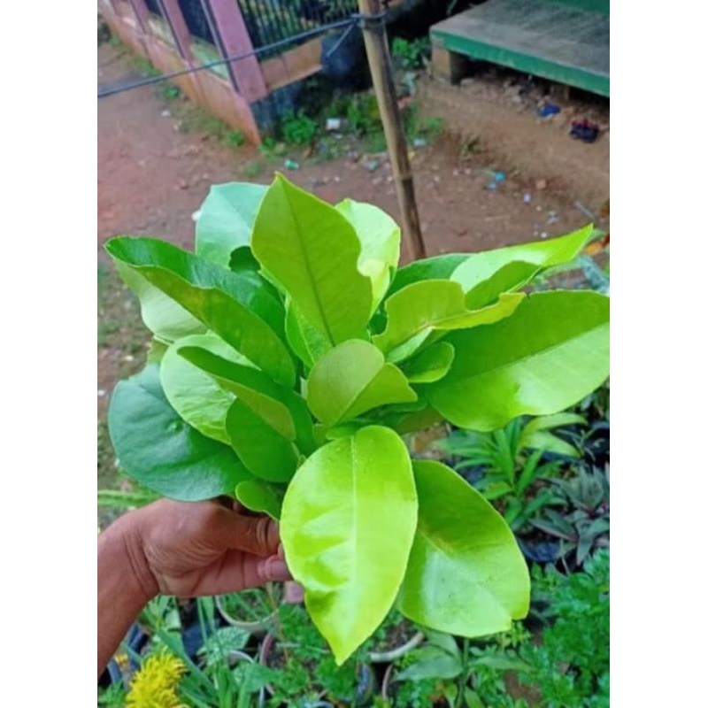 

daun jeruk bali untuk leuhang meriang per lembar