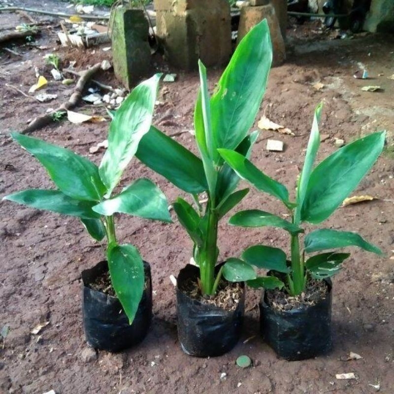 bibit tanaman umbi garut / tanaman herbal umbi garut / bibit tanaman garut.