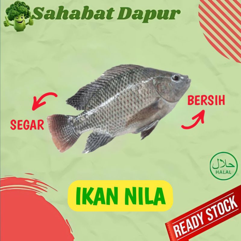 

Ikan Nila Segar - Ikan Fresh Palembang