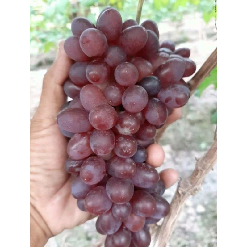 

bibit anggur import jenis Jupiter ketinggian 50-70 tergantung stok