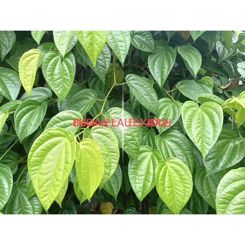 

Daun sirih hijau fresh | Daun sirih hijau fresh | 1pcs (50 lembar)