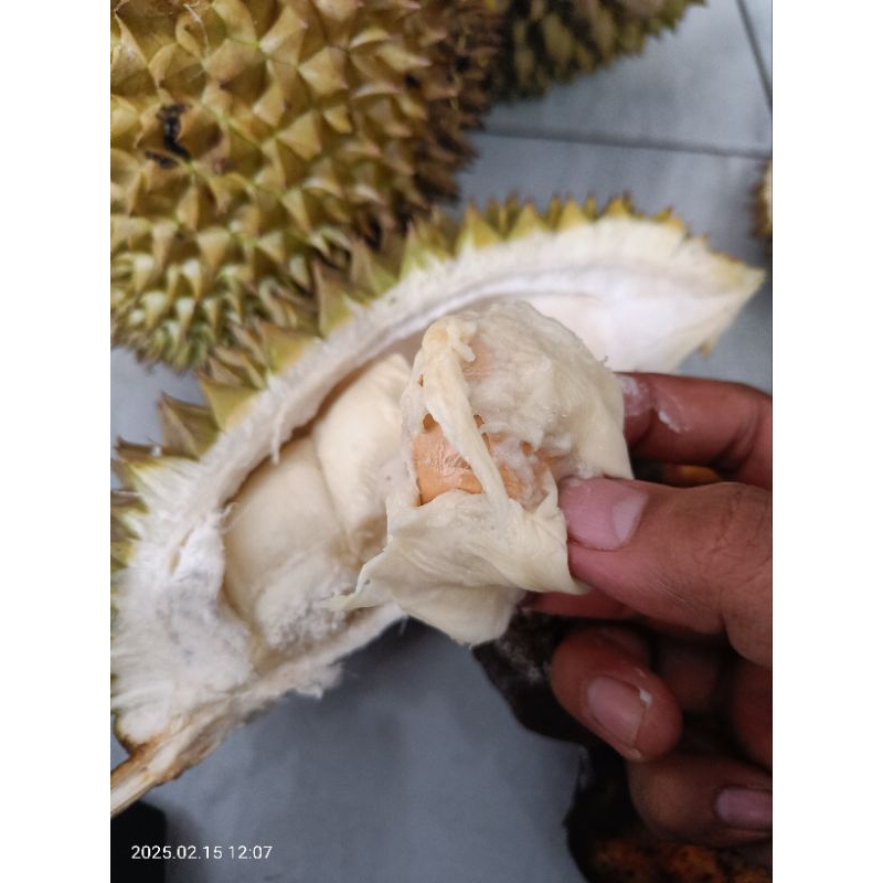 

Durian Lokal JawaTimur Manis/Legit/Manis Pahit Pilihan Superan Ukuran Sedang