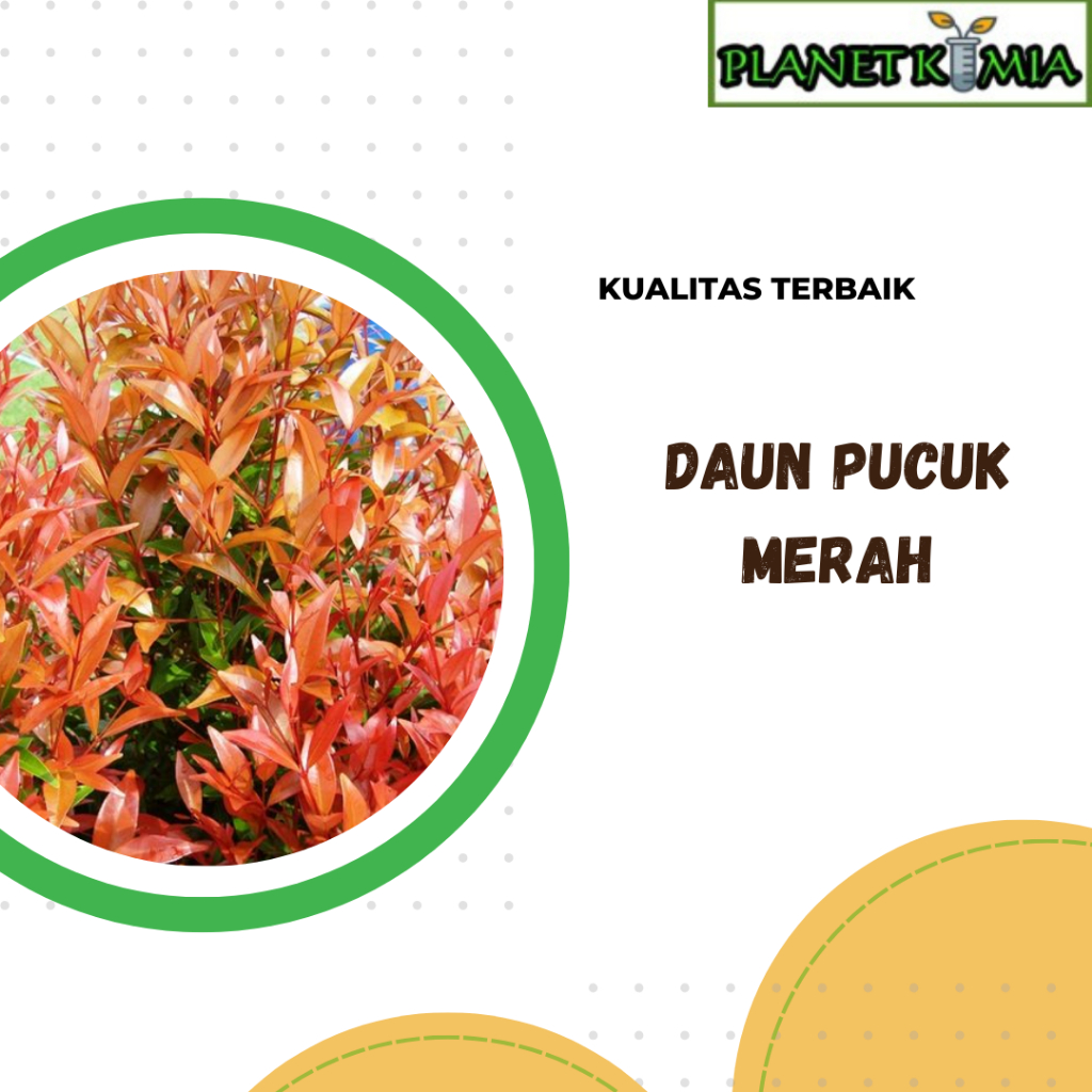 

ekstrak daun pucuk merah best product