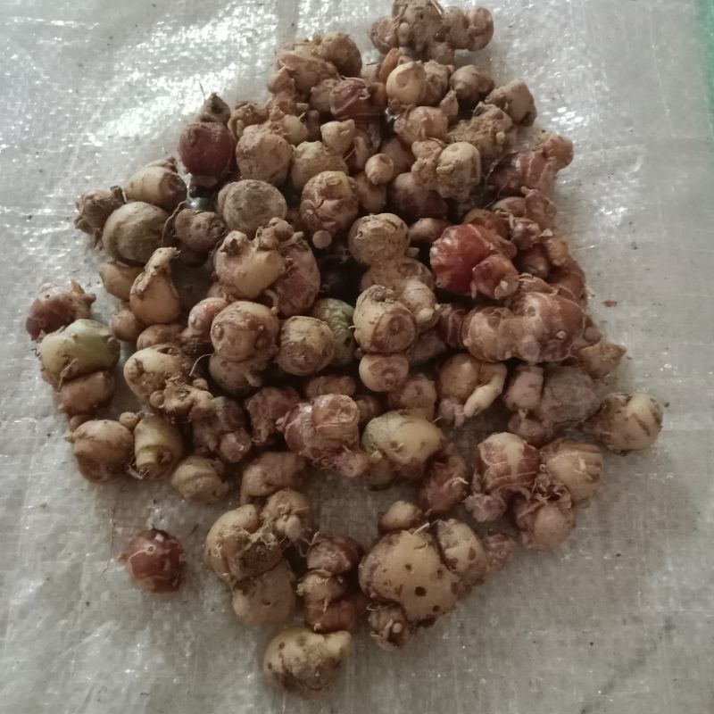 

kencur segar 1000 gram ( satu kilo gram)