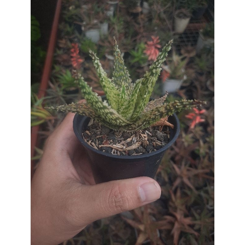 aloe tct starlight tanaman hias sukulen kaktus