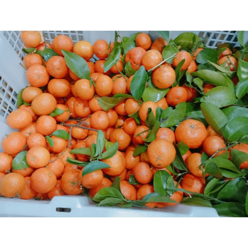 Santang madu birma/1kg