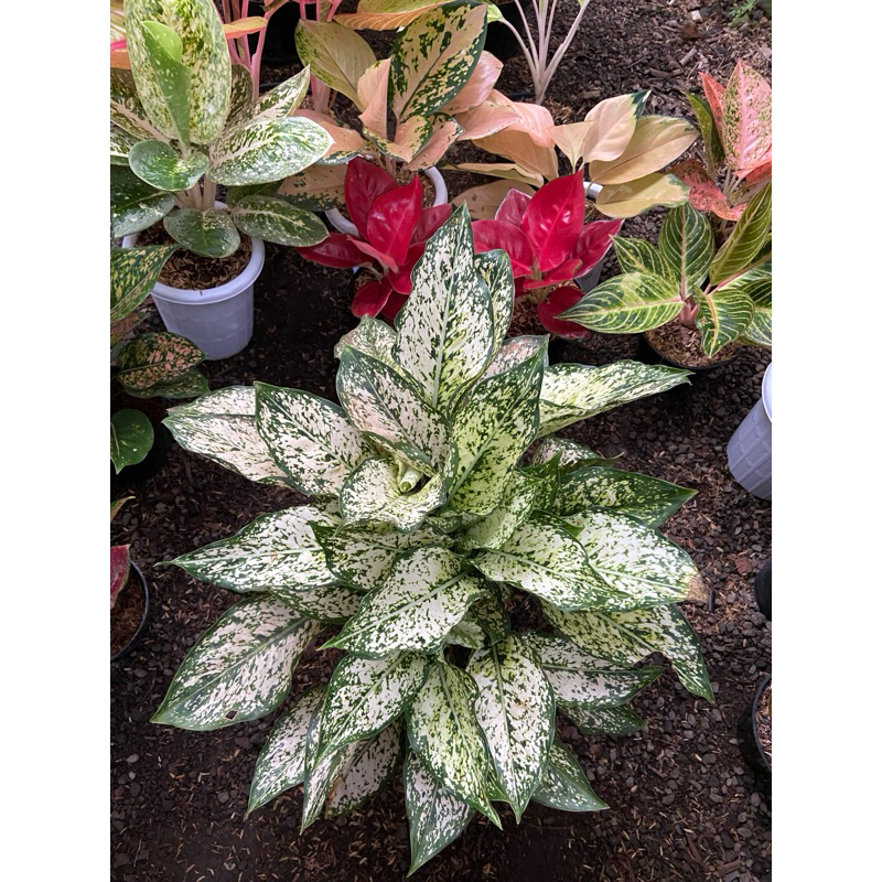 Aglaonema SNOW WHITE RUMPUN 4