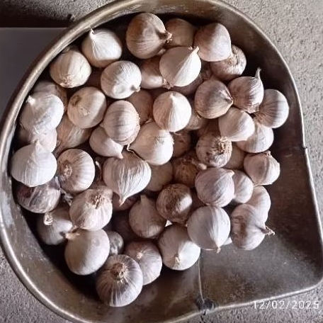 

bawang lanang / tunggal 1 kg ukuran besar