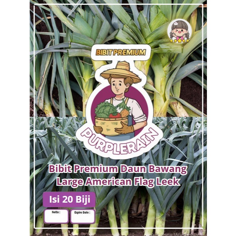Bibit Premium Daun Bawang Large American Fragrant Leek | Benih Daun Bawang Fragrant