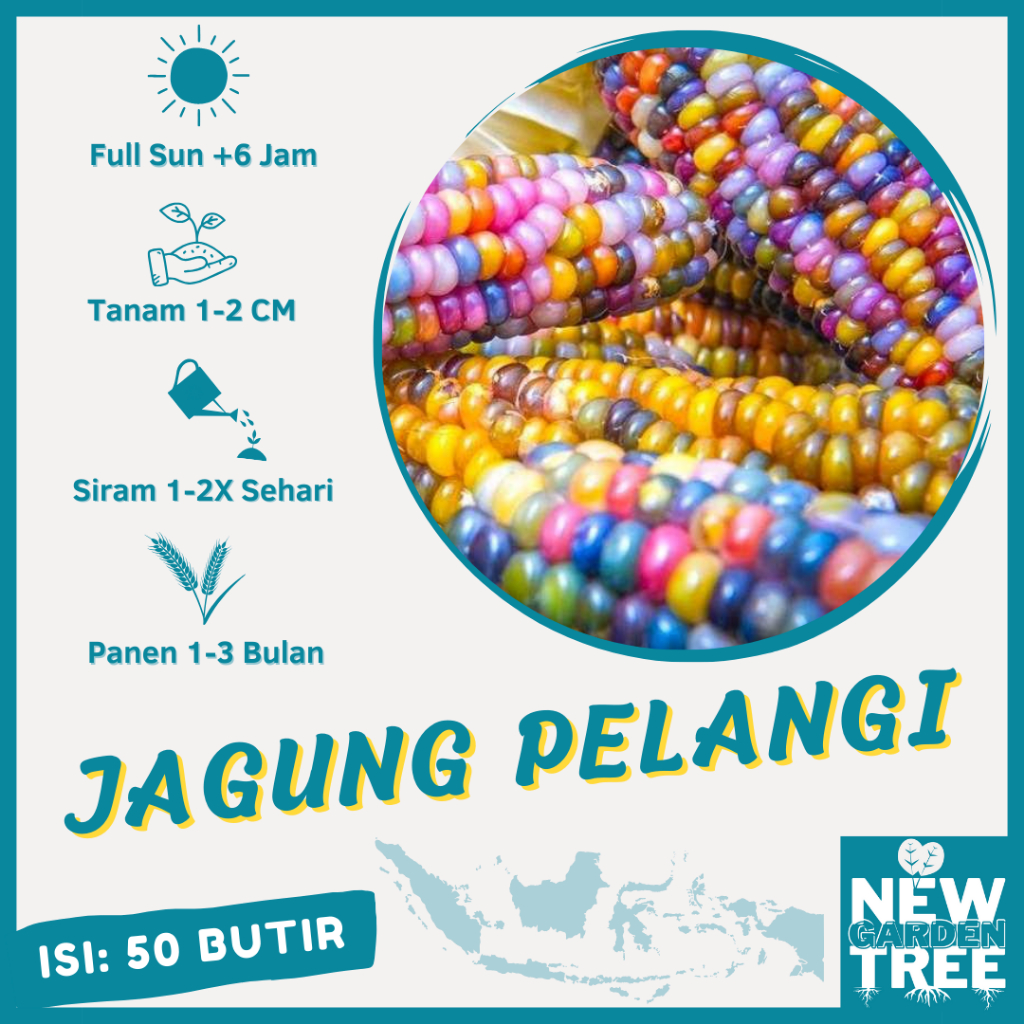 BENIH SAYURAN: 50 BENIH JAGUNG PELANGI WARNA-WARNI KUALITAS UNGGUL