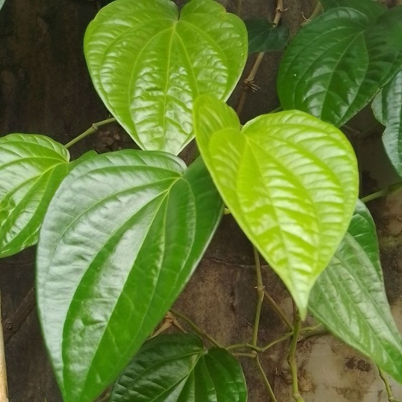 

Daun Sirih Hijau Herbal 50 lembar.