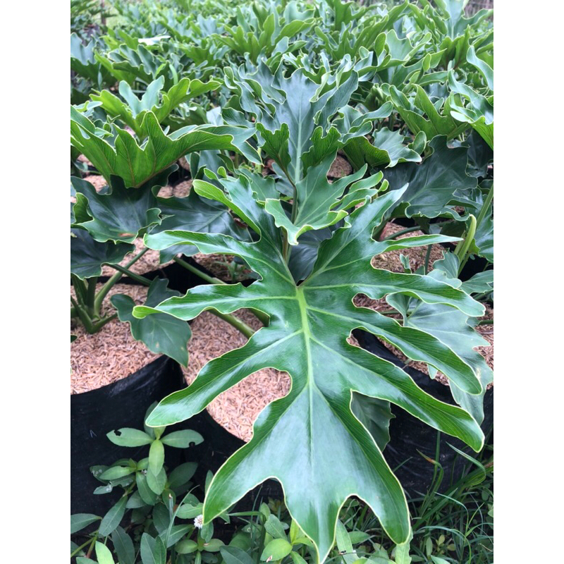 philo dendron jari / philo dendron selloum / tanaman estetik