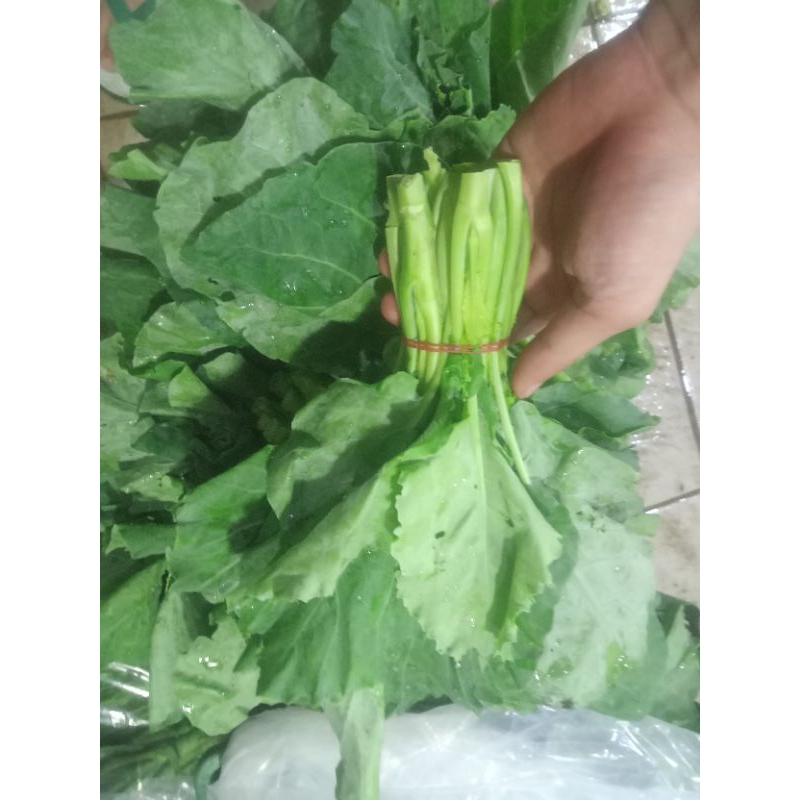 

kailan/sayur kailan per 250grm