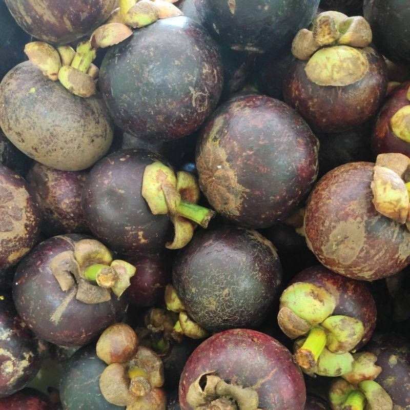 

Manggis/ buah segar / parcel buah / parcel buah segar