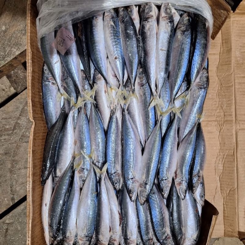 

Ikan Layang 1kg Frozen fresh