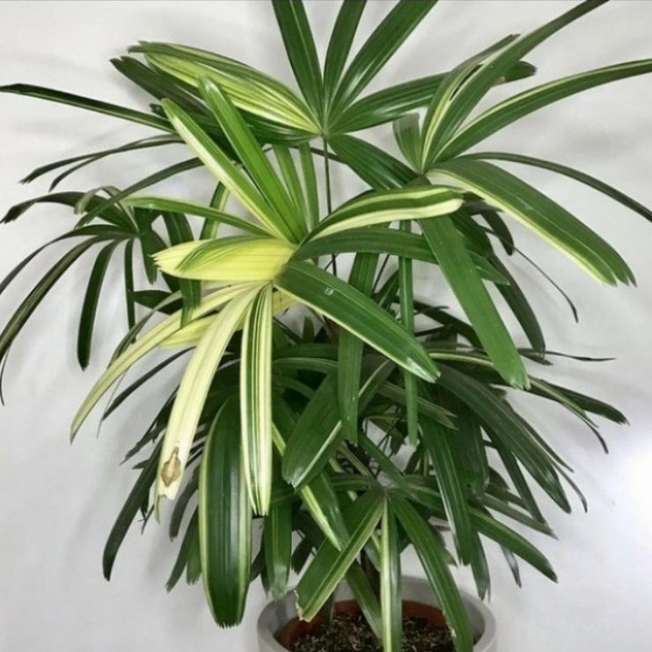 Tanaman Hias Palem Regu, Bibit Pohon Palem Regu