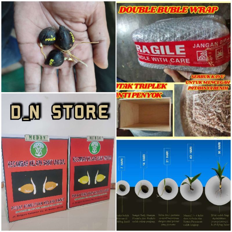 benih bibit sAwit unggul dxp PPKs marihat siap semai