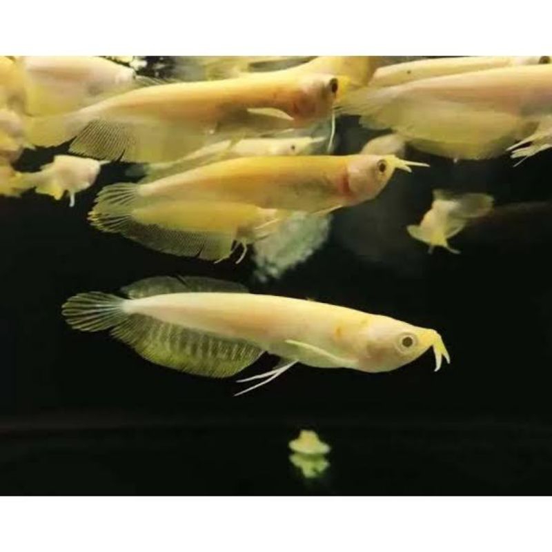 ikan hias : arwana silver albino kekuningan ( instant)