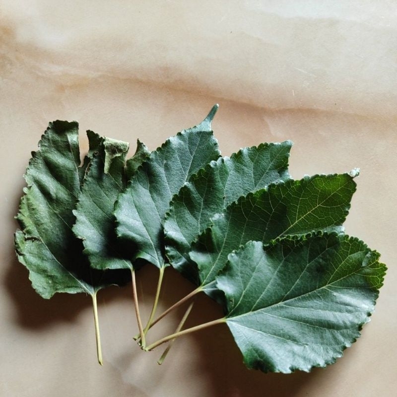 

Daun Murbei 100 Gram