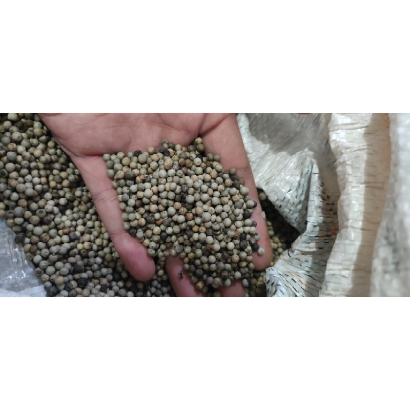 

Lada Putih Abani Kualitas Super Purwokerto