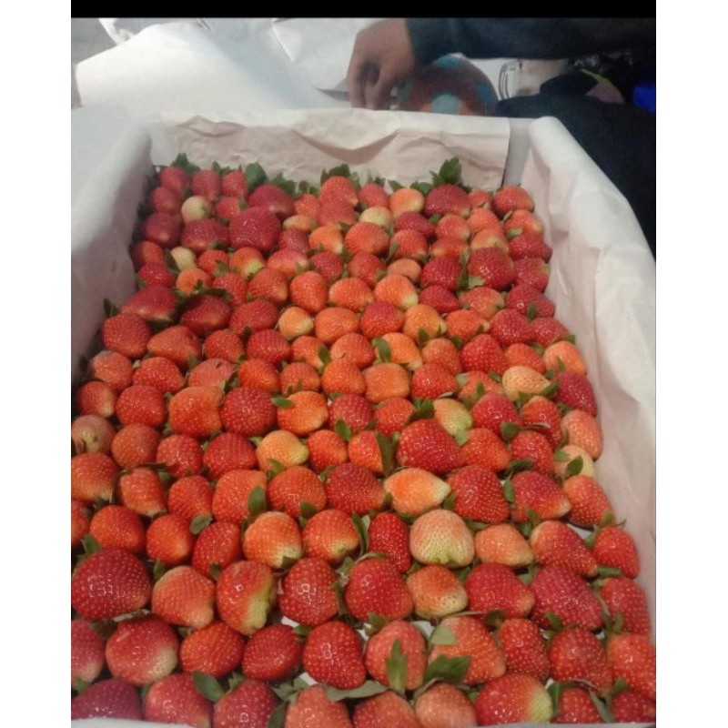 

Strawberry Fresh Grade Ab Bandung