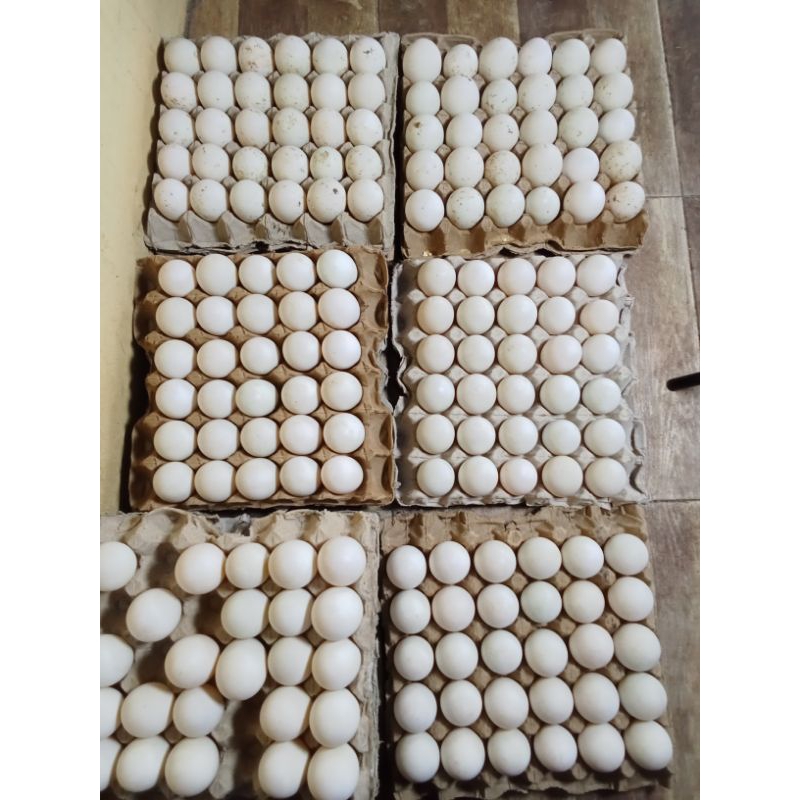 

Telur bebek Peking untuk ditetaskan paket 30 butir
