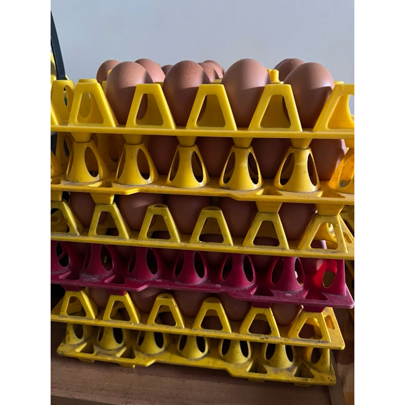 

TELUR OMEGA 3 kiloan 1 Kg dan 1/2 Kg