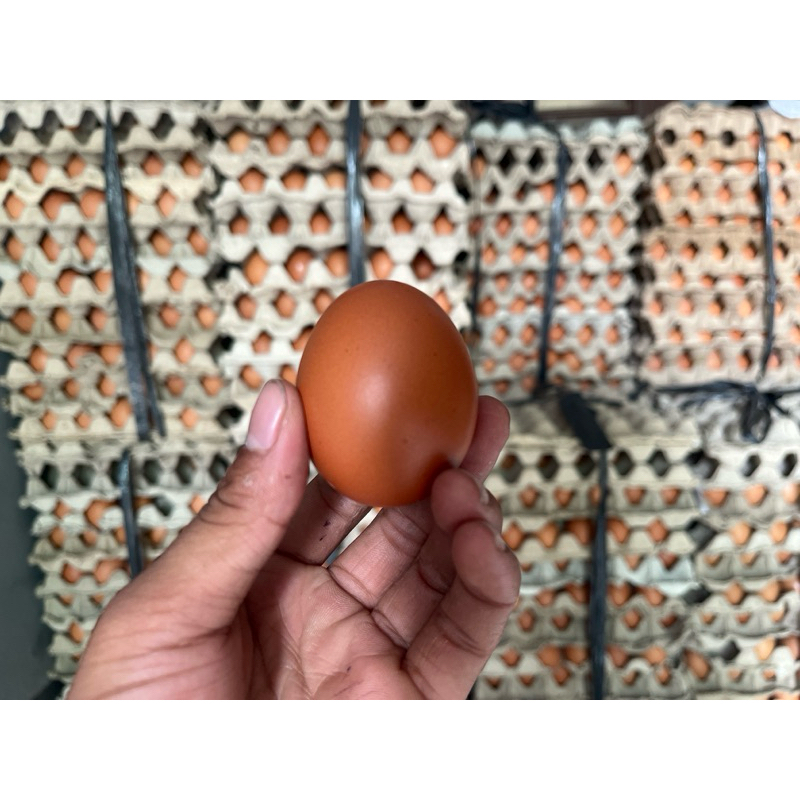 

telur ayam negri 1 kg