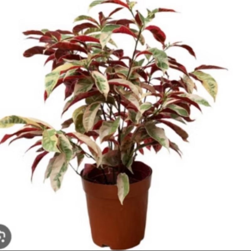 

[langsungdaripetani] bunga sambang dara