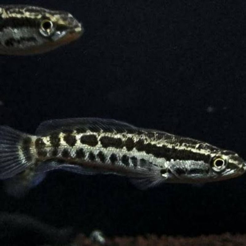Cana Argus phyton size 6-12cm | Cana Argus pyton | cana argus