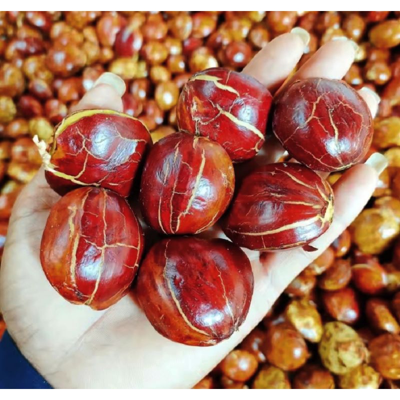 

Jengkol tua super 1 kg/ jengkol tua premium fresh