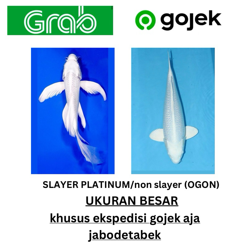 koi platinum ukuran 18-20cm