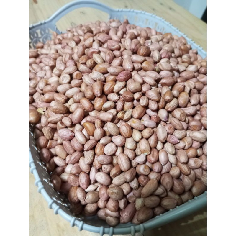 

kacang tanah fresh berkualitas