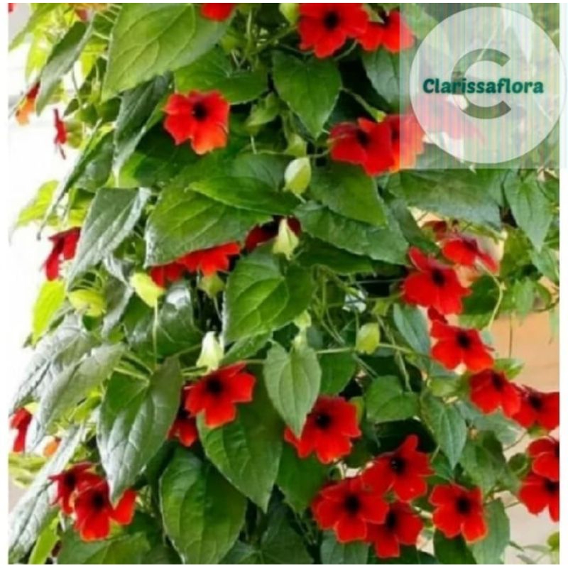 Pohon bunga tumbergia merah / tanaman hias bunga tumbergia