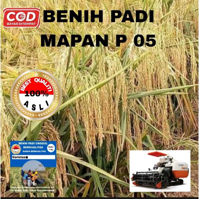 BENIH PADI MAPAN P 05 UNGGUL BERKUALITAS 1KG