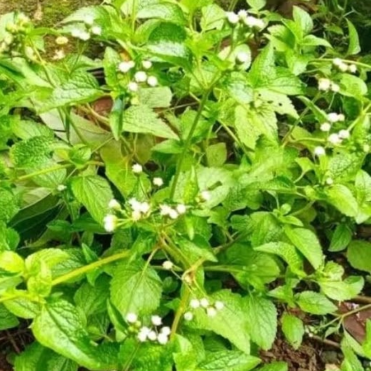 

Daun babadotan / bandotan / jukut bau