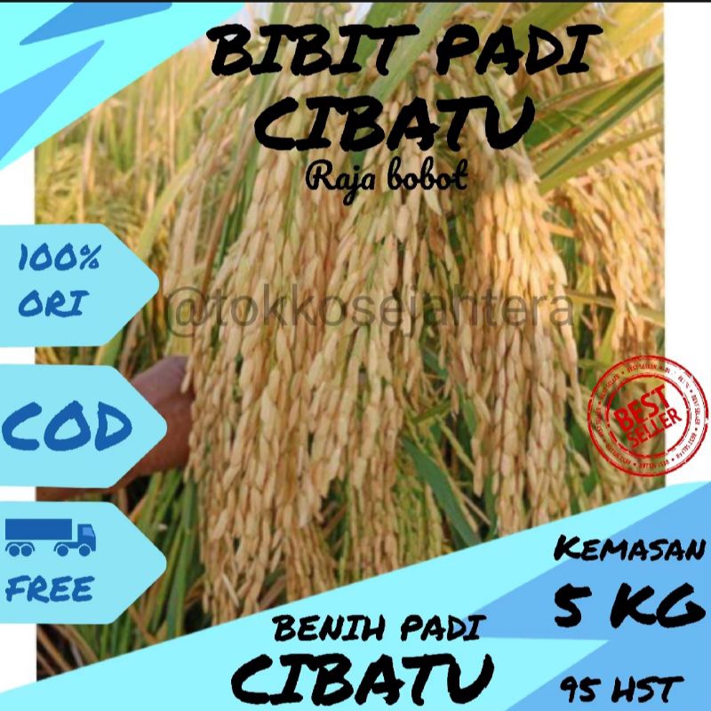 bibit padi Cibatu 06 kemasan 5kg