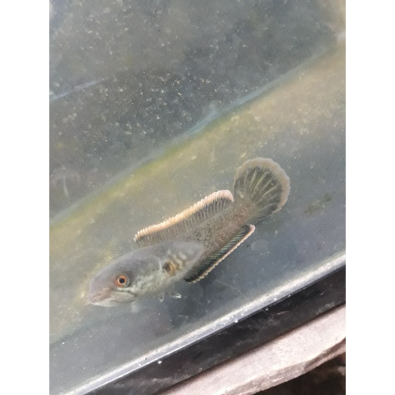 baby limbata wc size 2-3cm 20ekor